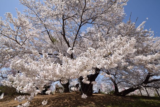 Die Kirschblüte ist das Motiv von Hisao Asano, das er mit der D810 einfing (Bild: Photopress/Hisao Asano).