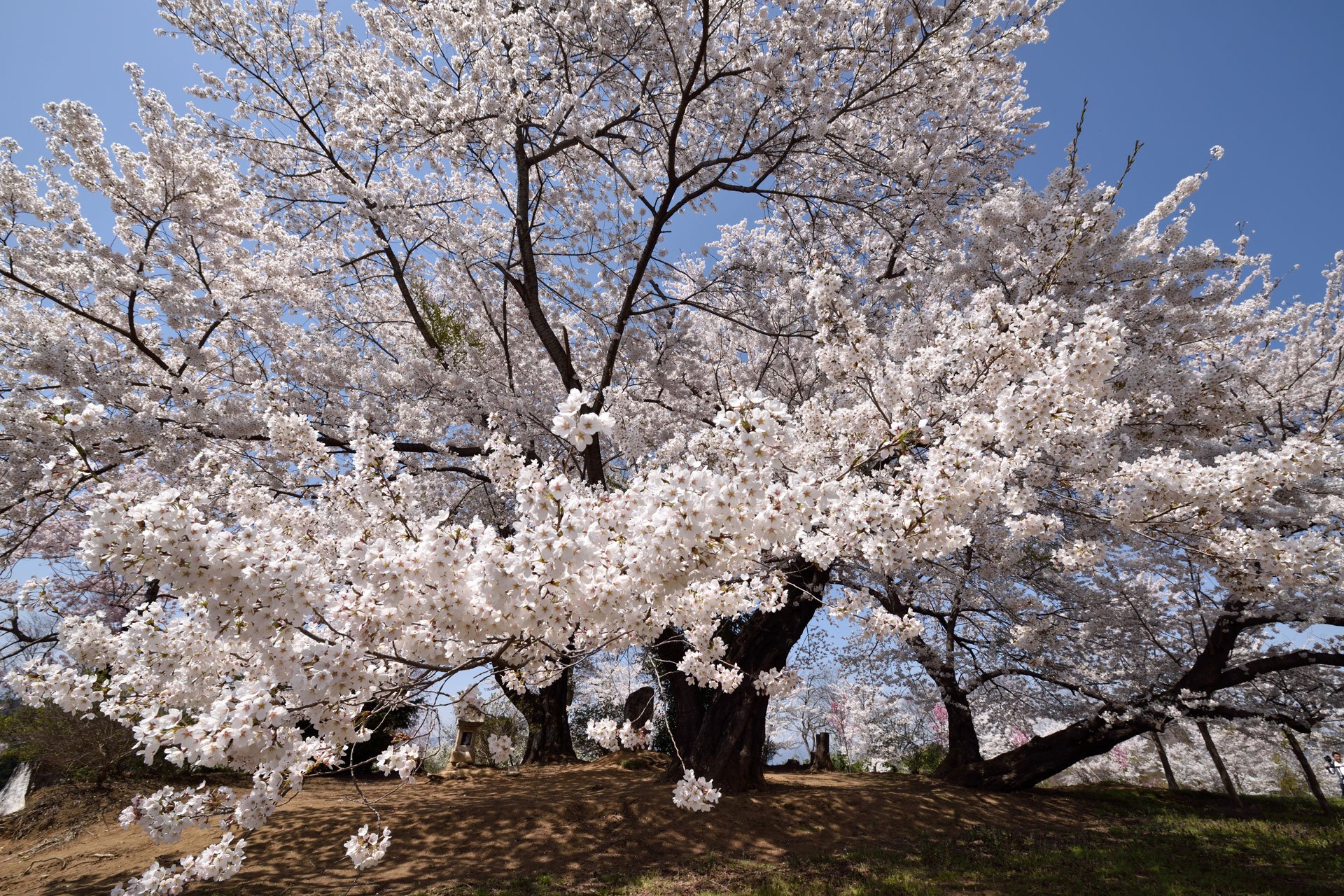 Die Kirschblüte ist das Motiv von Hisao Asano, das er mit der D810 einfing (Bild: Photopress/Hisao Asano).