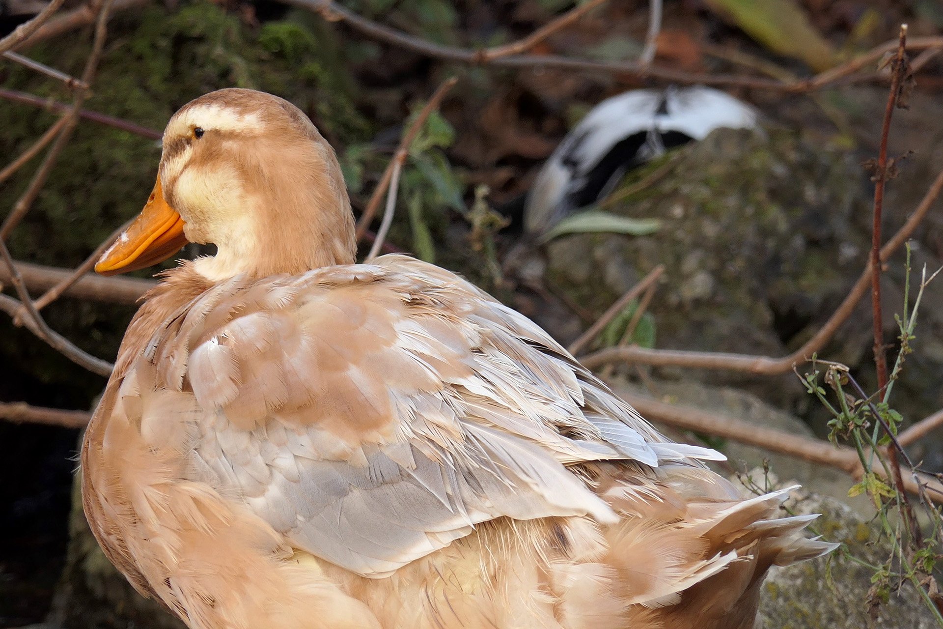 Unbearbeitetes Standbild aus 4K-Videoaufnahmen. Originalvideobildgrösse 3840 x 2160 Pixel, auf 1920 x 1280 skaliert. Panasonic Lumix DMC-FZ2000.
