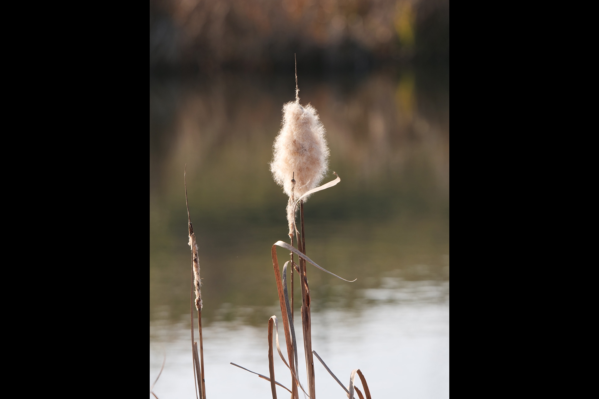 Panasonic Lumix DC-G9, Vorserien-Modell: Blende f/5.0, 1/500 sec., ISO 200, Mittenbetonte Messung, Brennweite 200 mm (400 mm KB). Einfaches Freistellen von Motiven, ansprechendes Bokeh des neuen Leica-200-mm-Objektivs.