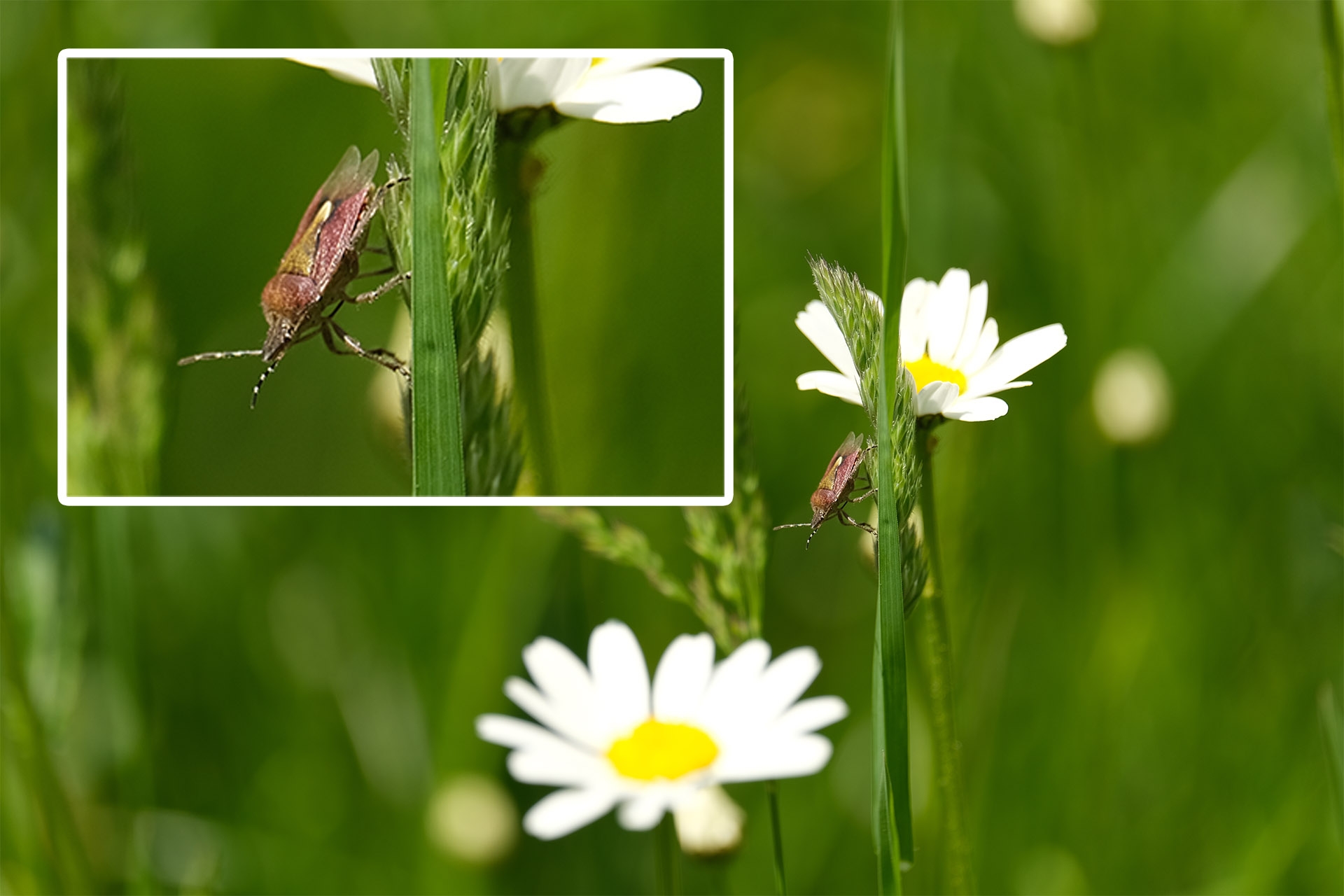 XF 55-200mm, Brennweite 246 mm (KB), 1/640 sec., f/4.6, ISO 160.