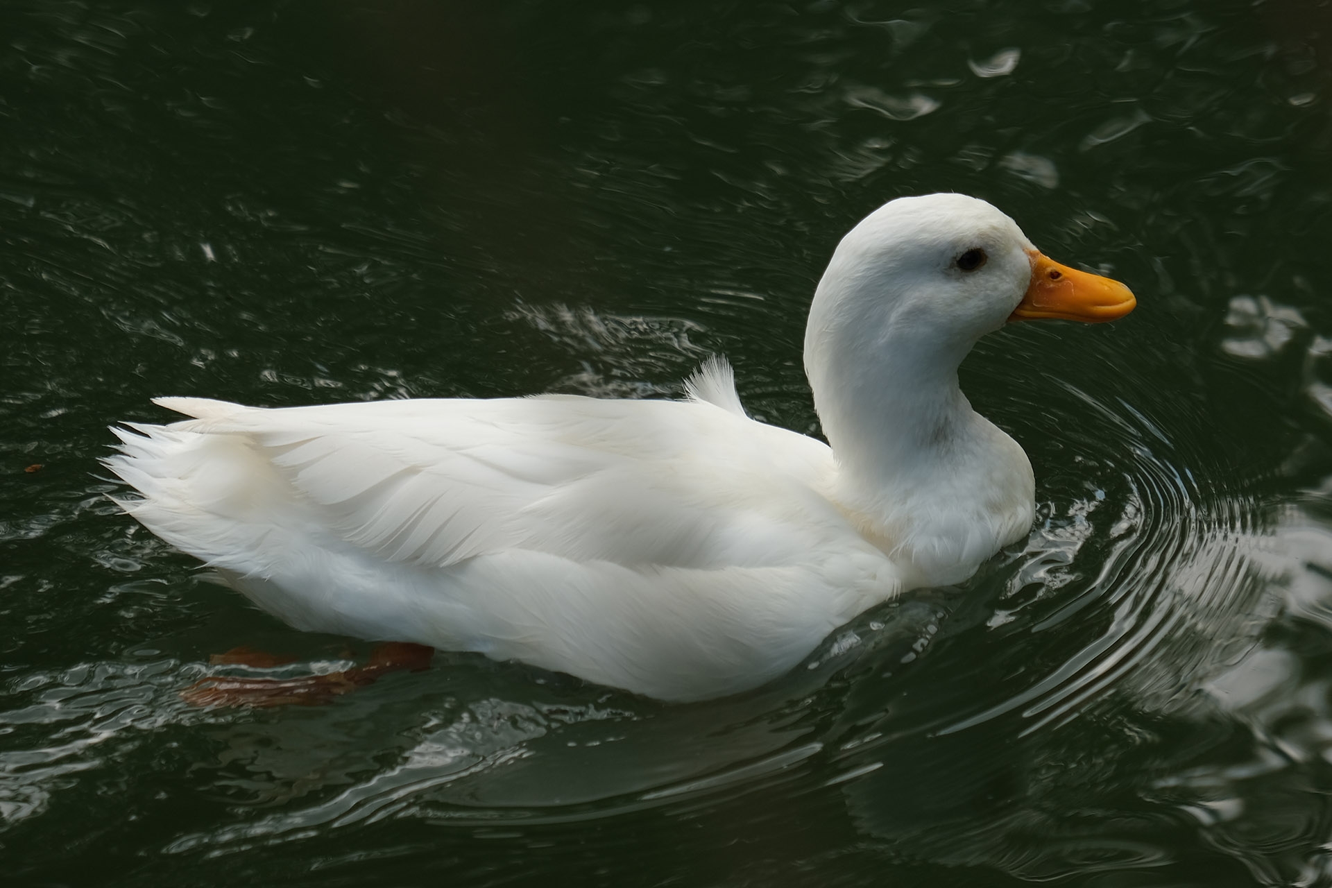 XF 55-200mm, Brennweite 300 mm (KB), 1/400 sec., f/4.8+0.33, ISO 160.