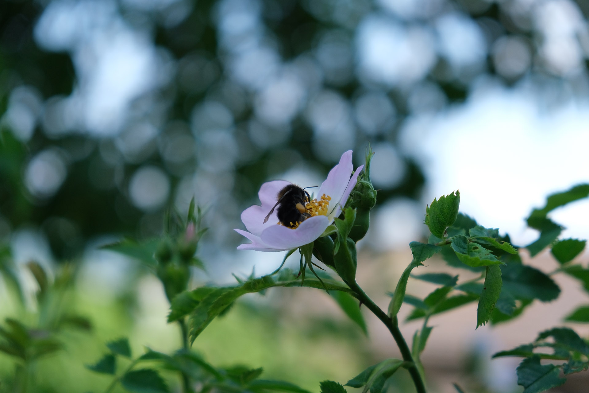 XF 18-55mm, Brennweite 83 mm (KB), 1/1250 sec., f/4.0, ISO 640.