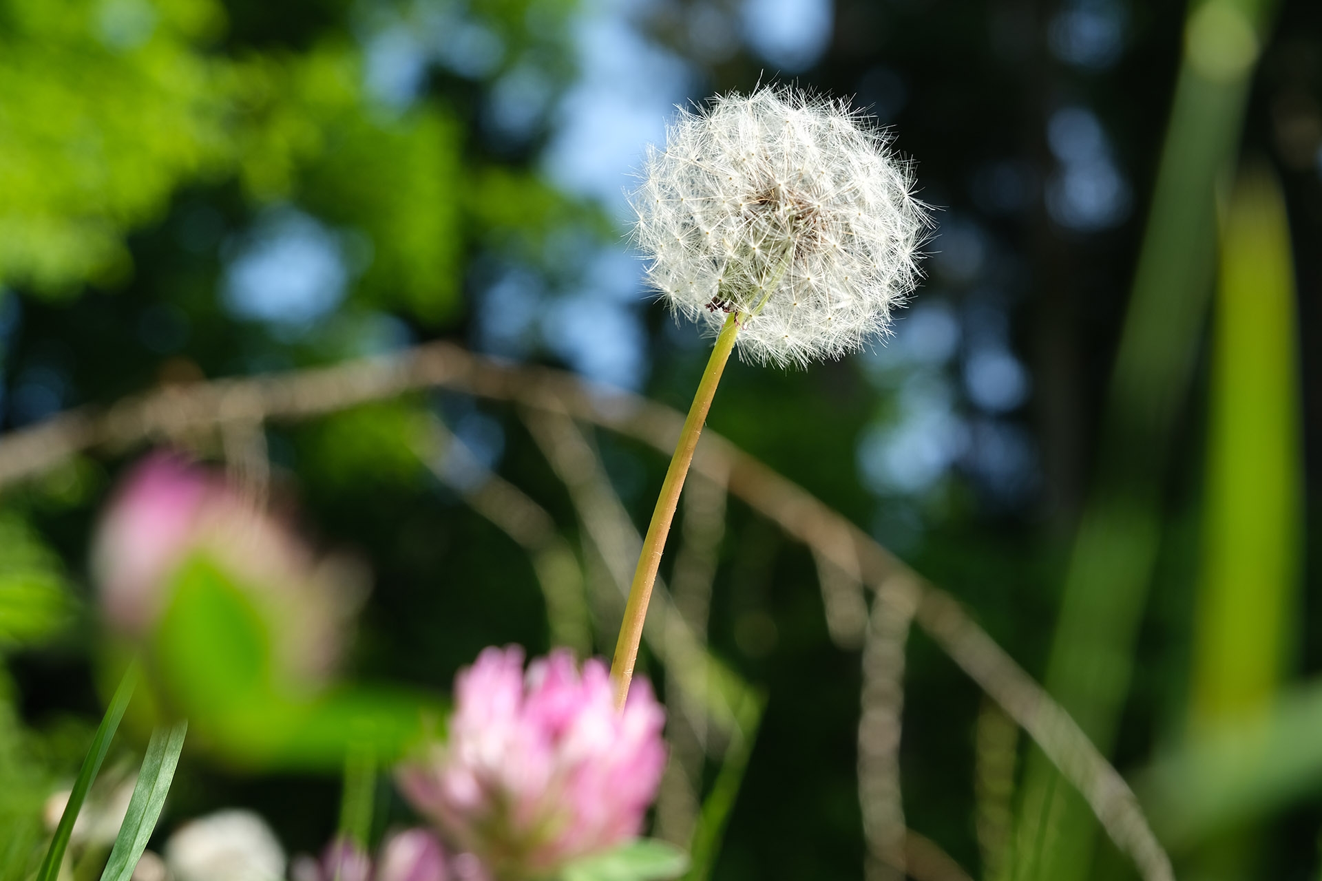 Brennweite 59 mm (KB), 1/24000 sec., f/5.6, ISO 160, WB sonnig.