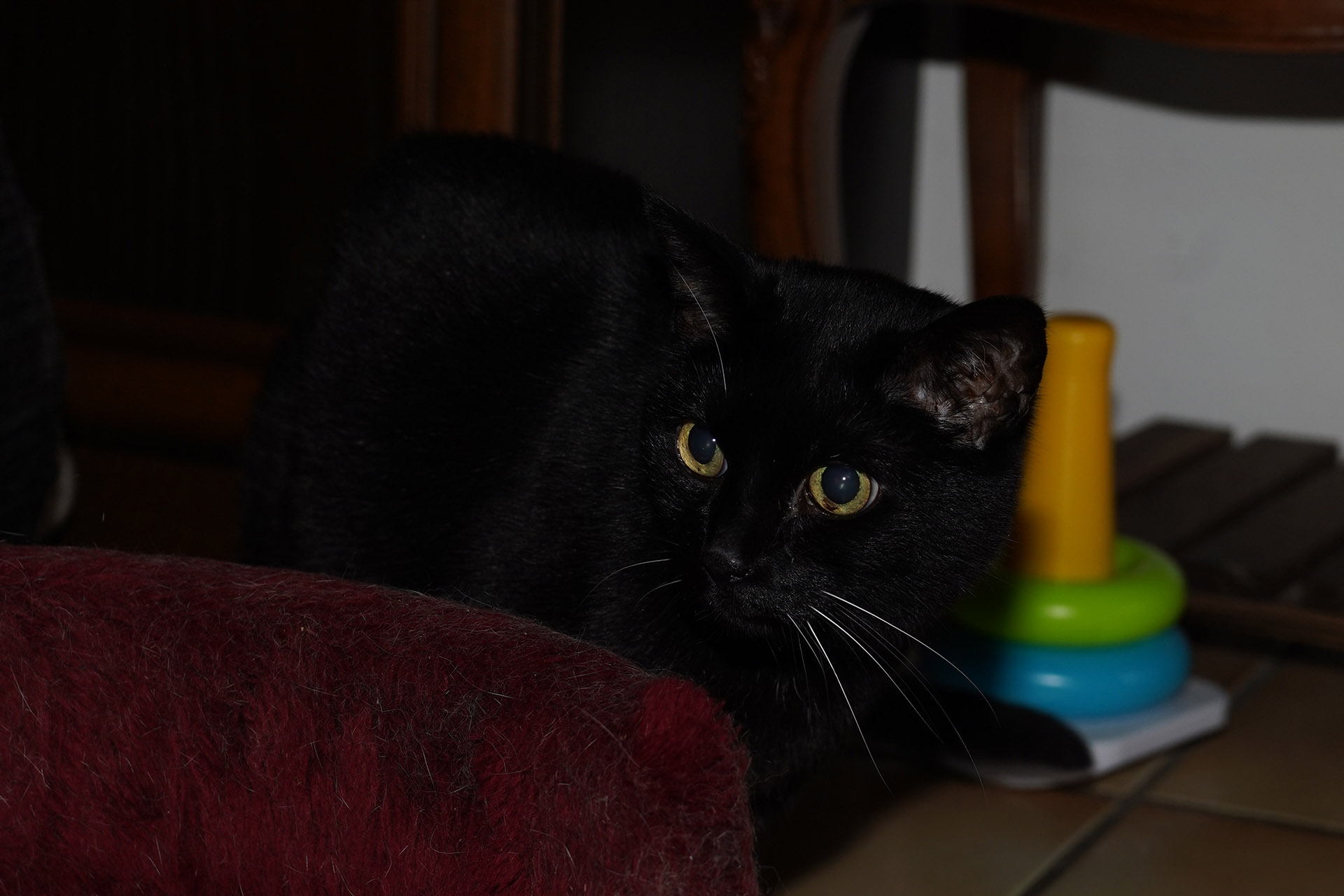 Bw 60 mm, M, 1/125 s, f 5.60, ISO 400, WB Auto, Bildausschnitt.