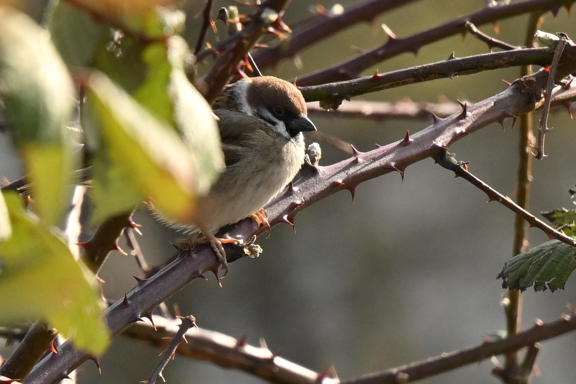 Vogelerkennung durch Zweige und Blätter hindurch.