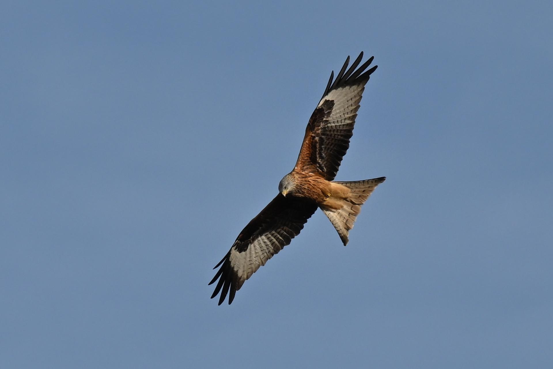 Genauer Moment bei ausgebreiteten Schwingen und scharfen Augen dank Vogelerkennung, 15er-Serienbild, AF-C und 1/1000 s. Rotmilan im Flug.