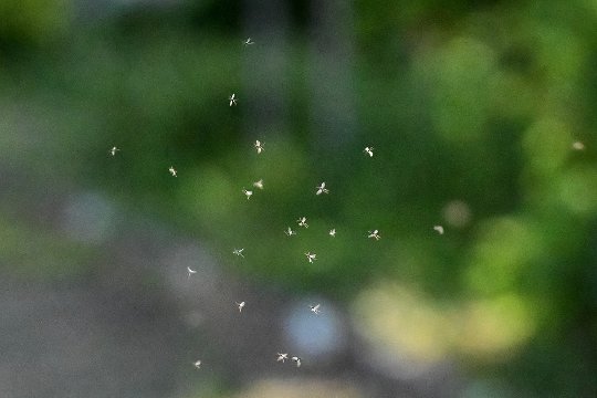 Mücken im Sonnenlicht, eingefangen mit 1/32'000stel Sekunde, 60 B/s.