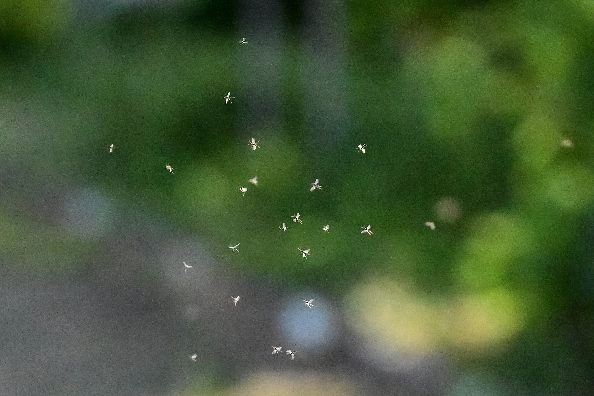 Mücken im Sonnenlicht, eingefangen mit 1/32'000stel Sekunde, 60 B/s.