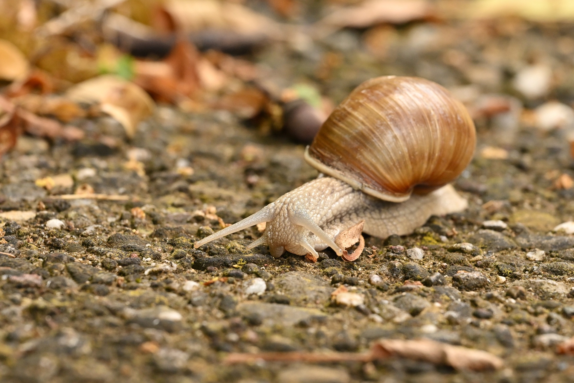 Nikkor Z 24-120 mm f/4 S, BW 120 mm, M, f/9.0, 1/200 sec., ISO 1000, WB Schatten, PC Standard, Ausschnitt «verneigende Schnecke».