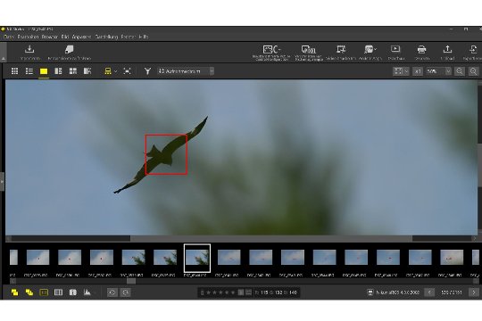 Tier-Motiverkennung und AF-Tracking: Die Nikon Z6 III verfolgt den Vogel auch durch Blätter und Äste hindurch