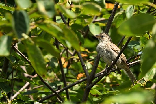 Nikon Z6 III, Z 24-120 mm, Brennweite 120 mm, M, f/8, 1/1000 sec., ISO 640, WB Wolken, «Picture Profile» Auto.