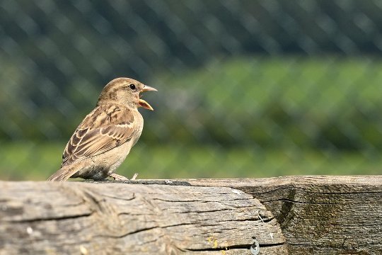 Nikon Z6 III, Z 24-120 mm, Brennweite 120 mm, M, f/8, 1/1000 sec., ISO 400, WB Wolken, «Picture Profile» Auto.