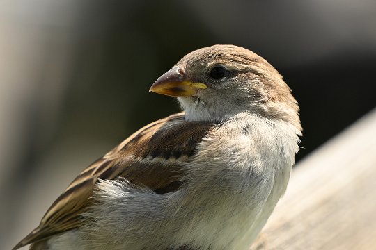 Nikon Z6 III, Z 180-600 mm TC 1.4x, Brennweite 640 mm, M, f/8.5, 1/640 sec., ISO 560, WB Wolken, «Picture Profile» Auto.