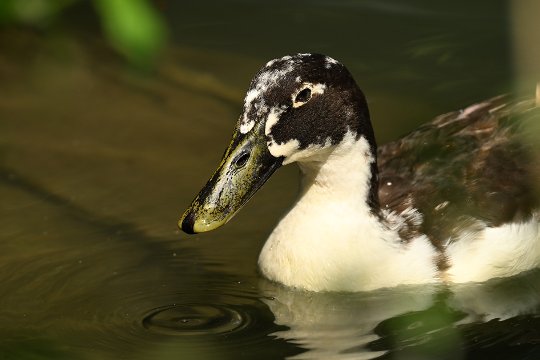 Nikon Z6 III, Z 180-600 mm TC 1.4x, Brennweite 650 mm, M, f/8.5, 1/250 sec., ISO 280, WB Wolken, «Picture Profile» Auto.