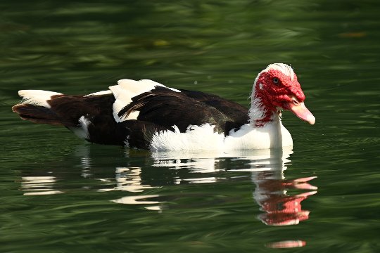 Nikon Z6 III, Z 180-600 mm TC 1.4x, Brennweite 840 mm, M, f/9, 1/250 sec., ISO 220, WB Wolken, «Picture Profile» Auto.