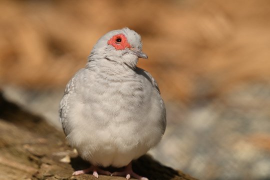 Nikon Z6 III, Z 180-600 mm TC 1.4x, Brennweite 650 mm, M, f/10, 1/110 sec., ISO 280, WB Wolken, «Picture Profile» Auto.