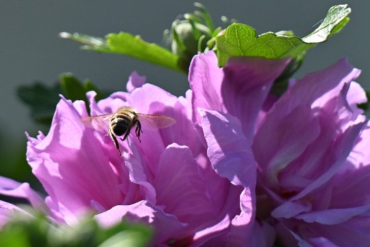 Nikon Z6 III, Z 180-600 mm TC 1.4x, Brennweite 550 mm, M, f/9, 1/2000 sec., ISO 1100, WB Sonne, «Picture Profile» Standard.