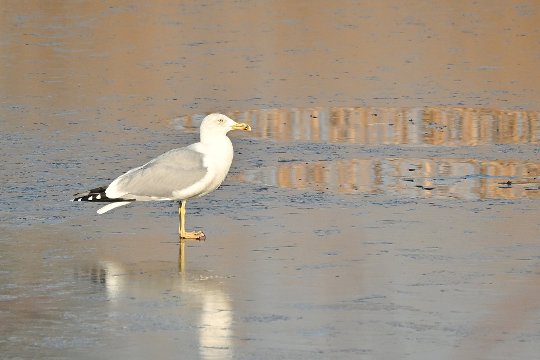 Nikon Z50II, Nikkor Z DX 50-250mm f/4.5-6.3 VR, Brennweite 375 mm (35mm Kleinbild), M, f/6.3, 1/1600 sec., ISO 360, WB Wolken, Bildprofil Standard.