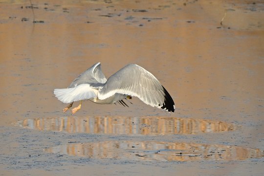 Nikon Z50II, Nikkor Z DX 50-250mm f/4.5-6.3 VR, Brennweite 375 mm (35mm Kleinbild), M, f/6.3, 1/1600 sec., ISO 360, WB Wolken, Bildprofil Standard.