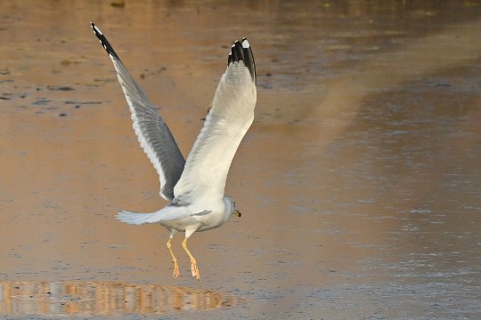 Nikon Z50II, Nikkor Z DX 50-250mm f/4.5-6.3 VR, Brennweite 375 mm (35mm Kleinbild), M, f/6.3, 1/1600 sec., ISO 360, WB Wolken, Bildprofil Standard.