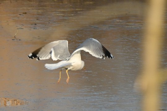 Nikon Z50II, Nikkor Z DX 50-250mm f/4.5-6.3 VR, Brennweite 375 mm (35mm Kleinbild), M, f/6.3, 1/1600 sec., ISO 360, WB Wolken, Bildprofil Standard.