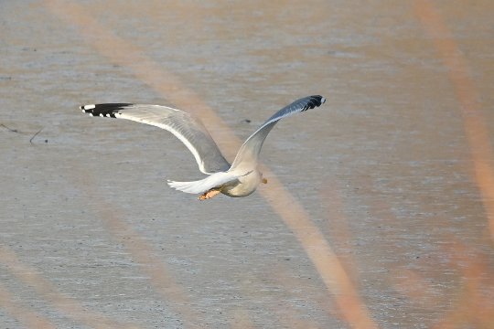 Nikon Z50II, Nikkor Z DX 50-250mm f/4.5-6.3 VR, Brennweite 375 mm (35mm Kleinbild), M, f/6.3, 1/1600 sec., ISO 360, WB Wolken, Bildprofil Standard.