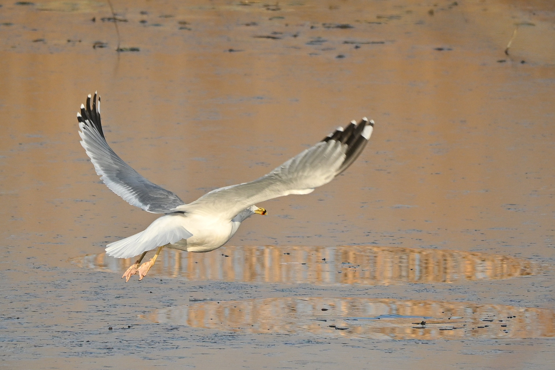 Nikon Z50II, Nikkor Z DX 50-250mm f/4.5-6.3 VR, Brennweite 375 mm (35mm Kleinbild), M, f/6.3, 1/1600 sec., ISO 360, WB Wolken, Bildprofil Standard.