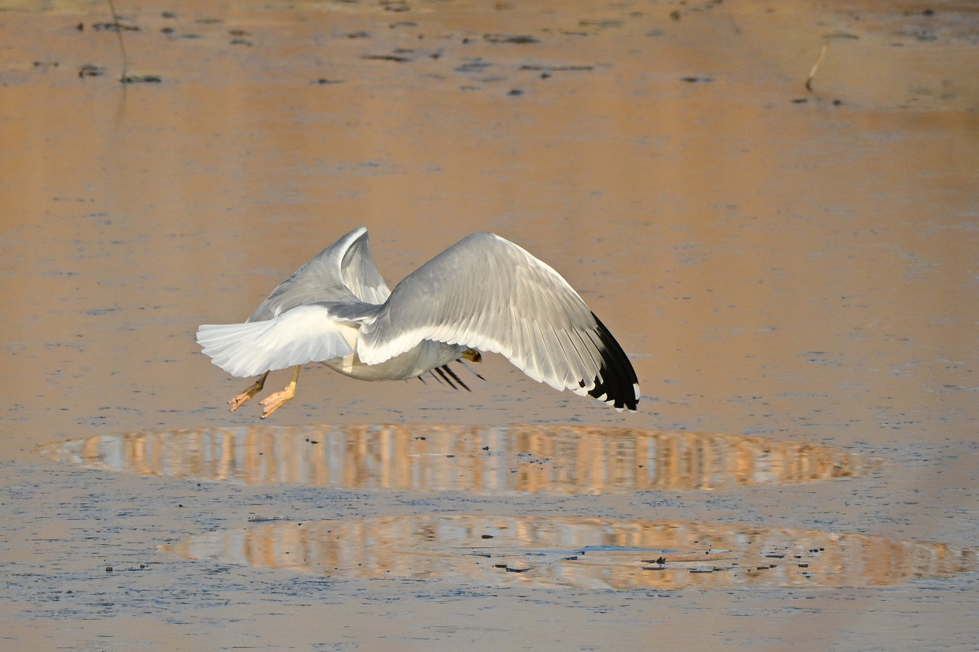 Nikon Z50II, Nikkor Z DX 50-250mm f/4.5-6.3 VR, Brennweite 375 mm (35mm Kleinbild), M, f/6.3, 1/1600 sec., ISO 360, WB Wolken, Bildprofil Standard.