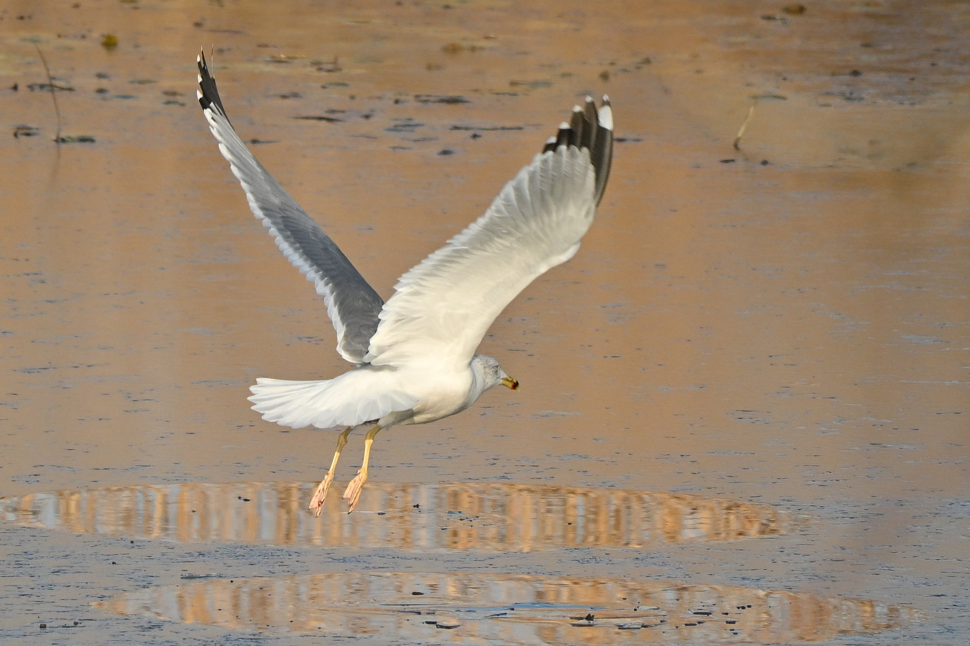 Nikon Z50II, Nikkor Z DX 50-250mm f/4.5-6.3 VR, Brennweite 375 mm (35mm Kleinbild), M, f/6.3, 1/1600 sec., ISO 360, WB Wolken, Bildprofil Standard.