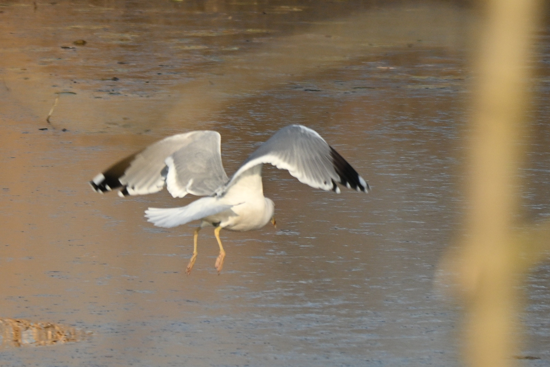 Nikon Z50II, Nikkor Z DX 50-250mm f/4.5-6.3 VR, Brennweite 375 mm (35mm Kleinbild), M, f/6.3, 1/1600 sec., ISO 360, WB Wolken, Bildprofil Standard.
