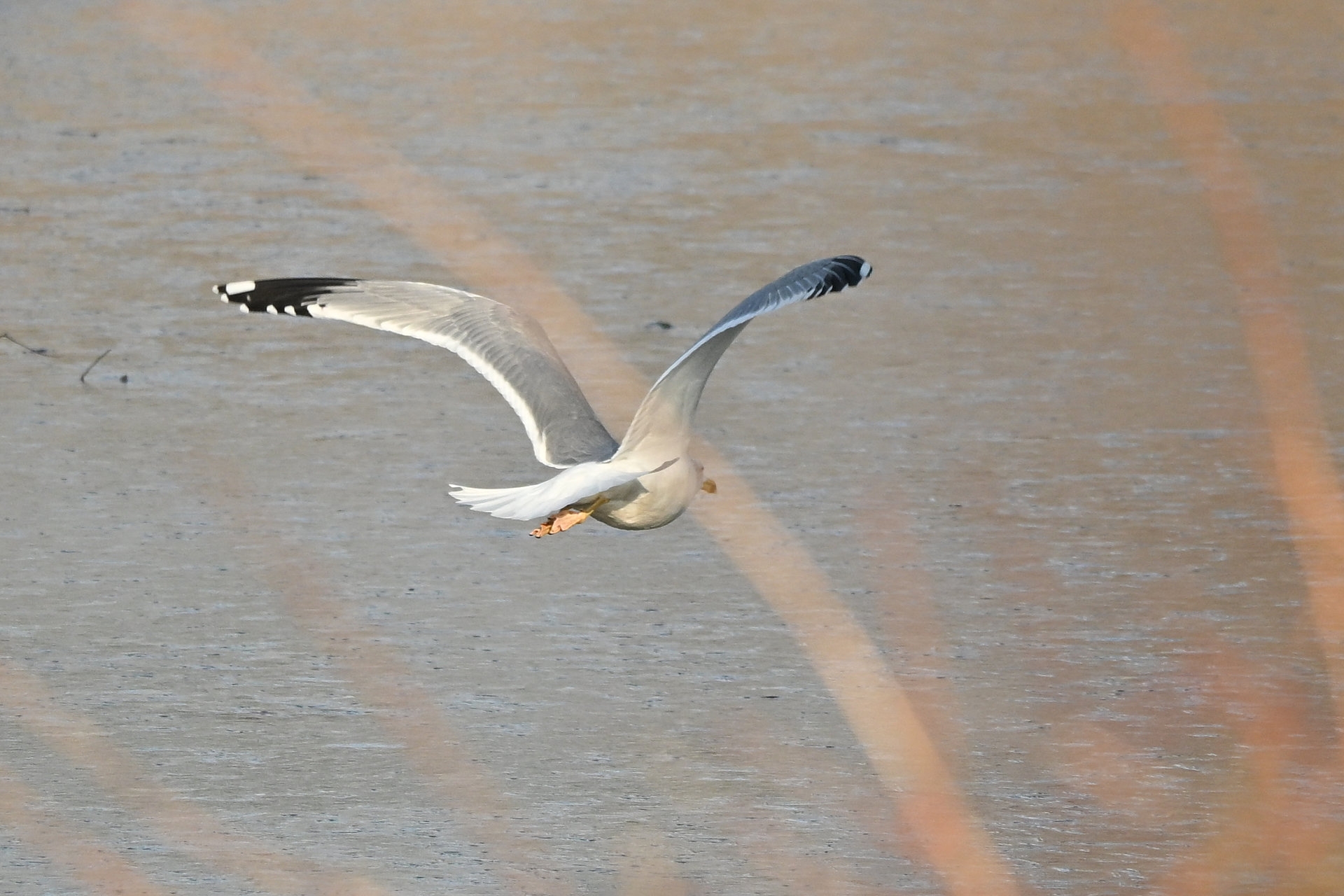 Nikon Z50II, Nikkor Z DX 50-250mm f/4.5-6.3 VR, Brennweite 375 mm (35mm Kleinbild), M, f/6.3, 1/1600 sec., ISO 360, WB Wolken, Bildprofil Standard.