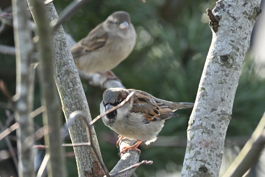 Nikon Z50II, Nikkor Z DX 50-250mm f/4.5-6.3 VR, Brennweite 375 mm, M, f/7.1, 1/1250 sec., ISO 1600, WB Sonne, PP Standard. Ein Zweig davor stört die Augenerkennung bei unteren Spatz kaum.