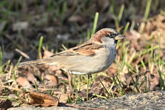 Nikon Z50II, Nikkor Z DX 50-250mm f/4.5-6.3 VR, Brennweite 225 mm, M, f/6.3, 1/1250 sec., ISO 720, WB Sonne, PP Standard. Ein Haussperling beim Abheben - dank Pre-Capture Funktion.