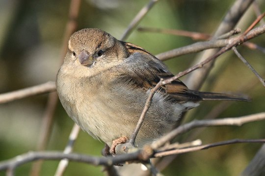 Nikon Z50II, Nikkor Z DX 50-250mm f/4.5-6.3 VR, Brennweite 375 mm, M, f/6.3, 1/1250 sec., ISO 800, WB Sonne, PP Standard.