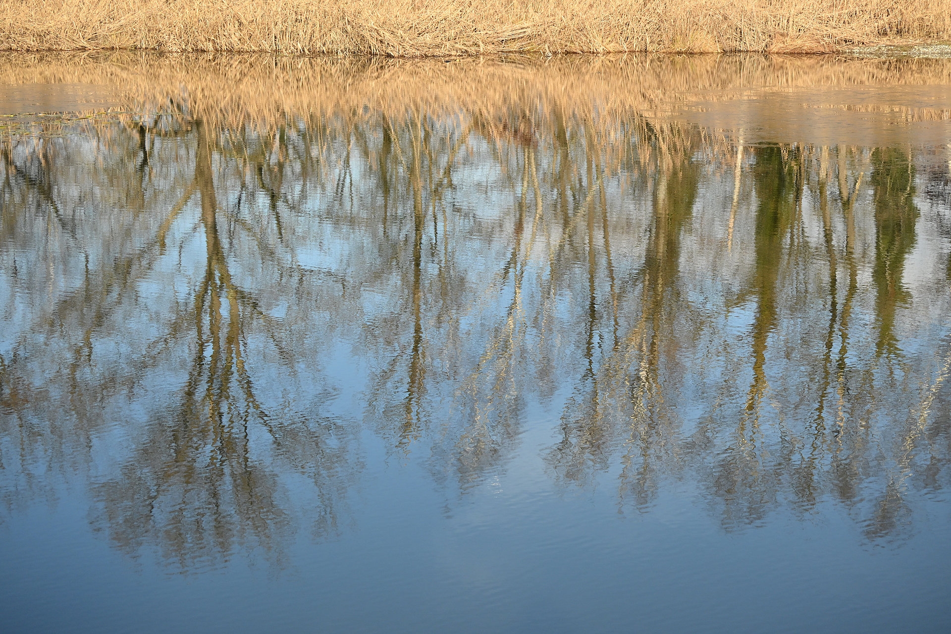 Nikon Z50II, Nikkor Z DX 50-250mm f/4.5-6.3 VR, Brennweite 75 mm, M, f/5.0, 1/600 sec., ISO 400, WB Wolken, PP Standard.