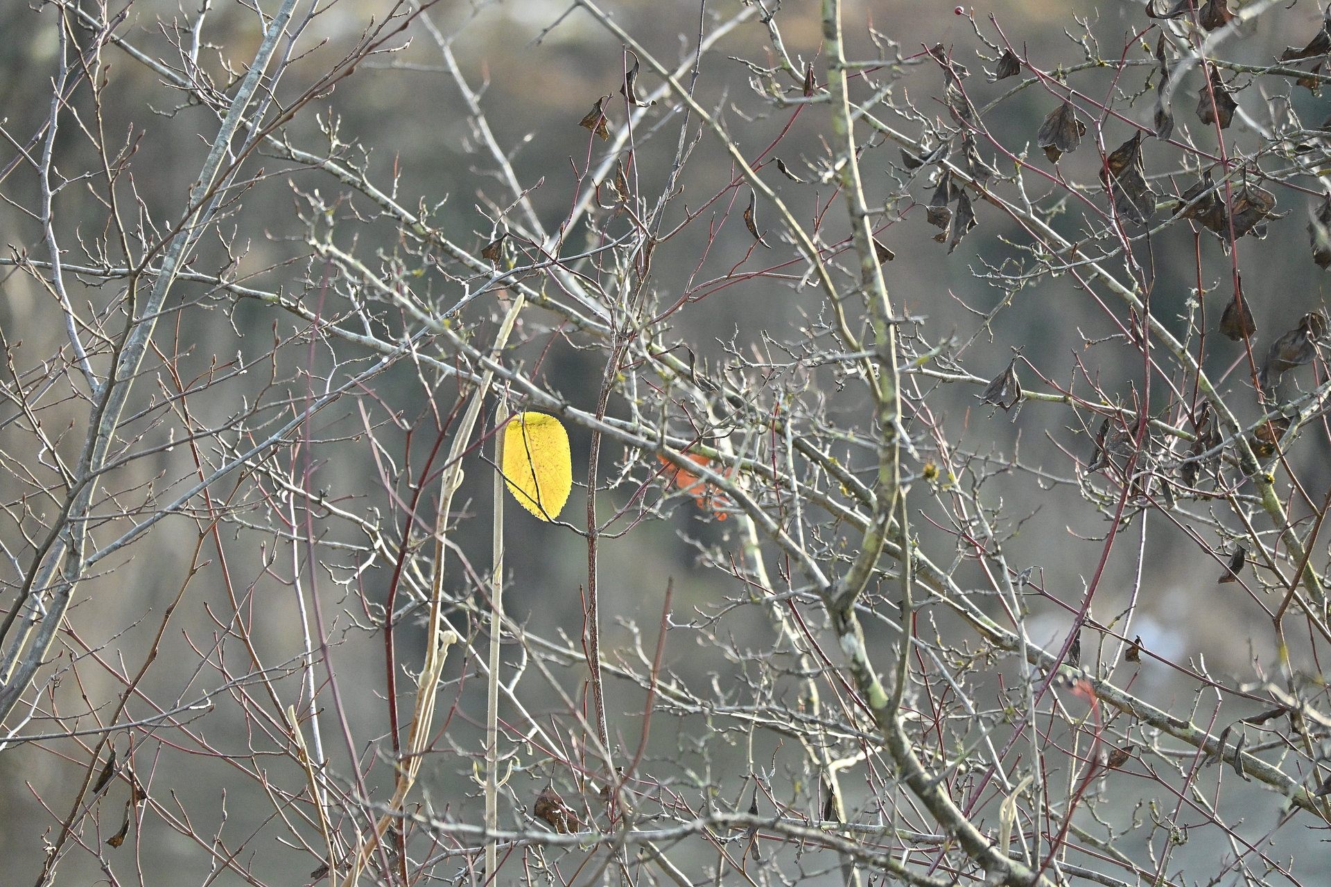 Nikon Z50II, Nikkor Z DX 50-250mm f/4.5-6.3 VR, Brennweite 375 mm, M, f/6.3, 1/1250 sec., ISO 3200, WB Wolken, PP Standard.