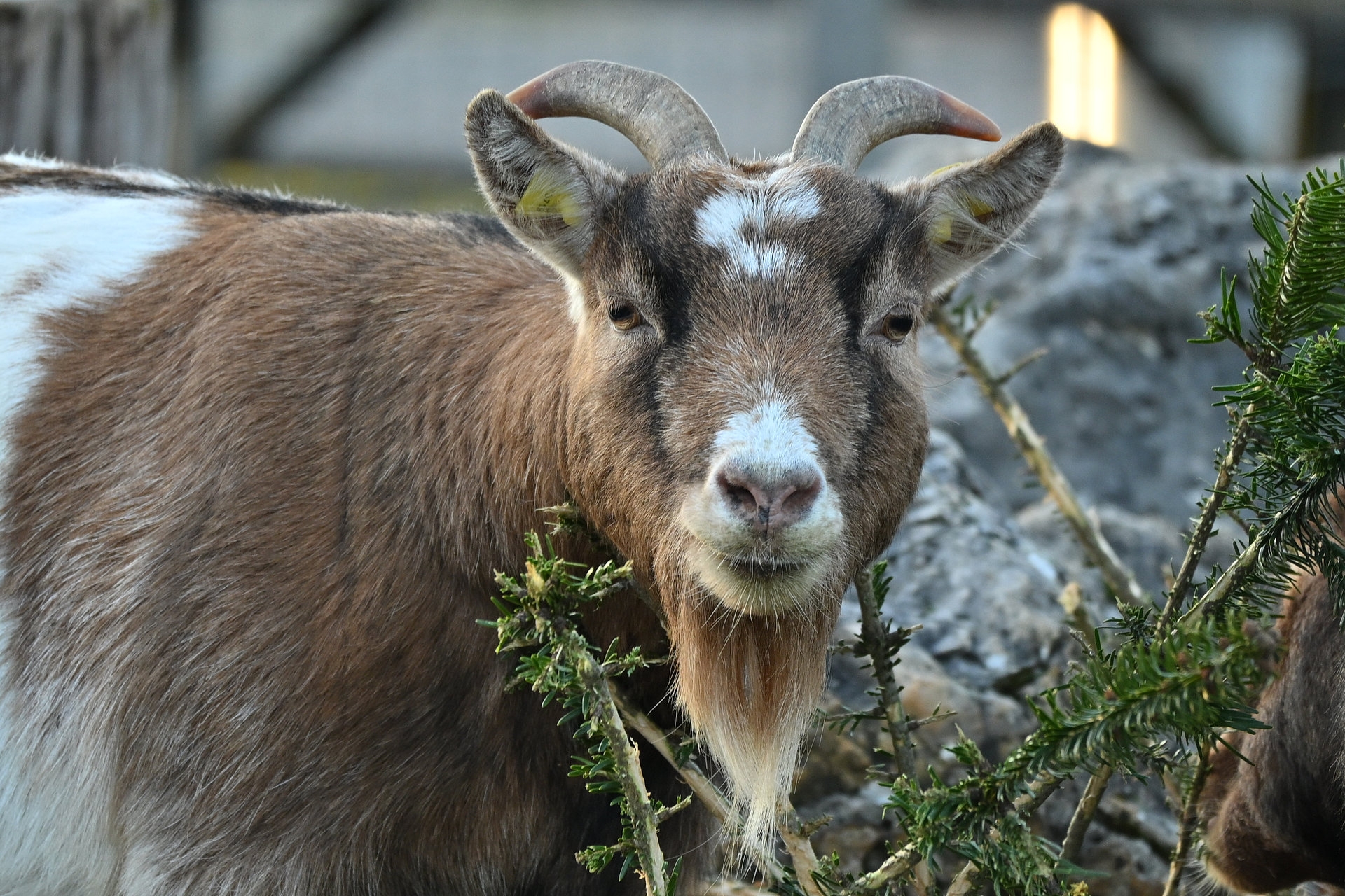 Nikon Z50II, Nikkor Z DX 50-250mm f/4.5-6.3 VR, Brennweite 375 mm, M, f/6.3, 1/125 sec., ISO 400, WB Wolken, PP Standard. Tieraugenerkennung trotz ähnlicher Fellfarben.