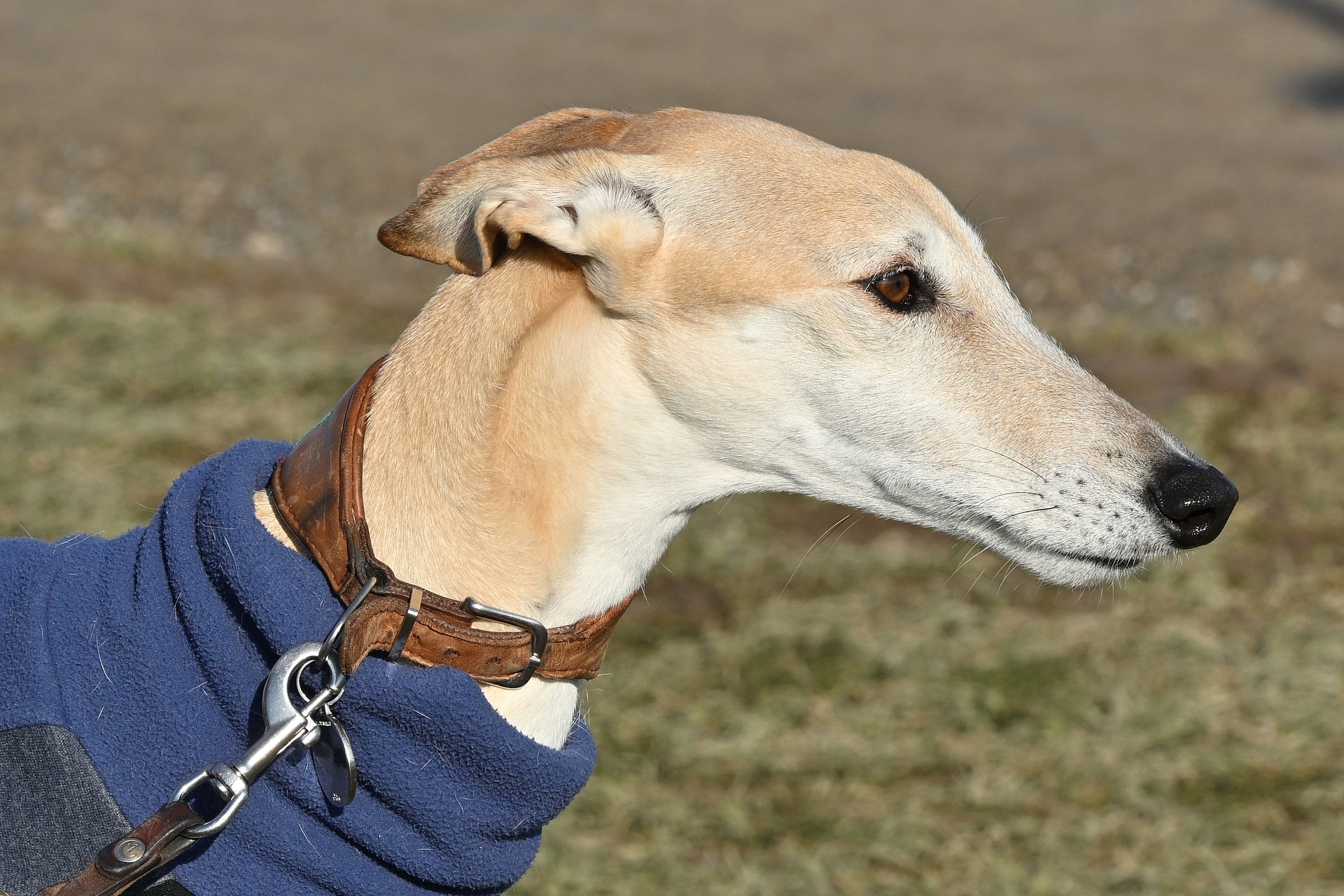 Nikon Z50II, Nikkor Z DX 50-250mm f/4.5-6.3 VR, Brennweite 187 mm, M, f/10, 1/800 sec., ISO 220, WB Sonne, PP Standard. Augenkennung kein Problem beim Galgo Español.