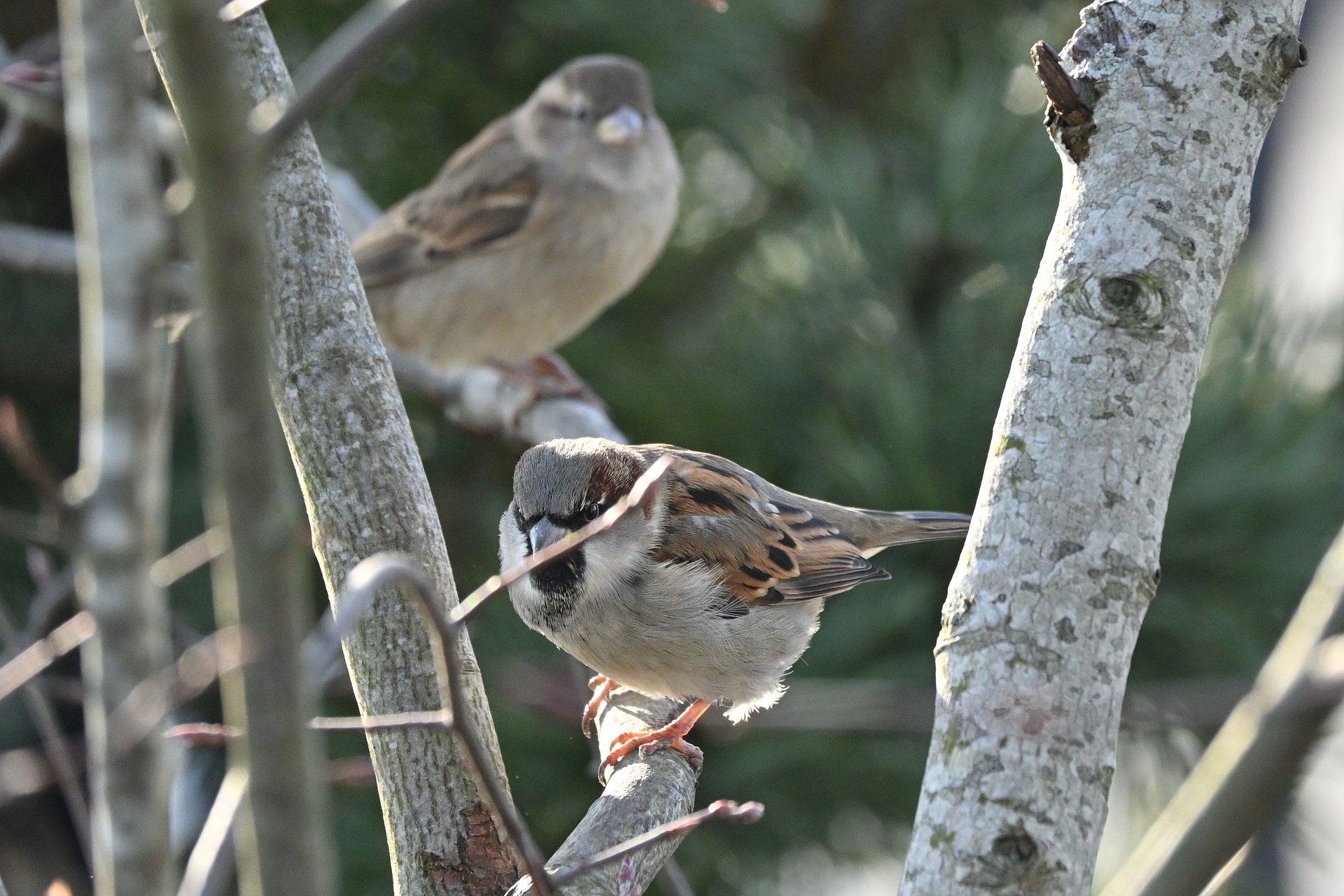 Nikon Z50II, Nikkor Z DX 50-250mm f/4.5-6.3 VR, Brennweite 375 mm, M, f/7.1, 1/1250 sec., ISO 1600, WB Sonne, PP Standard. Ein Zweig davor stört die Augenerkennung bei unteren Spatz kaum.