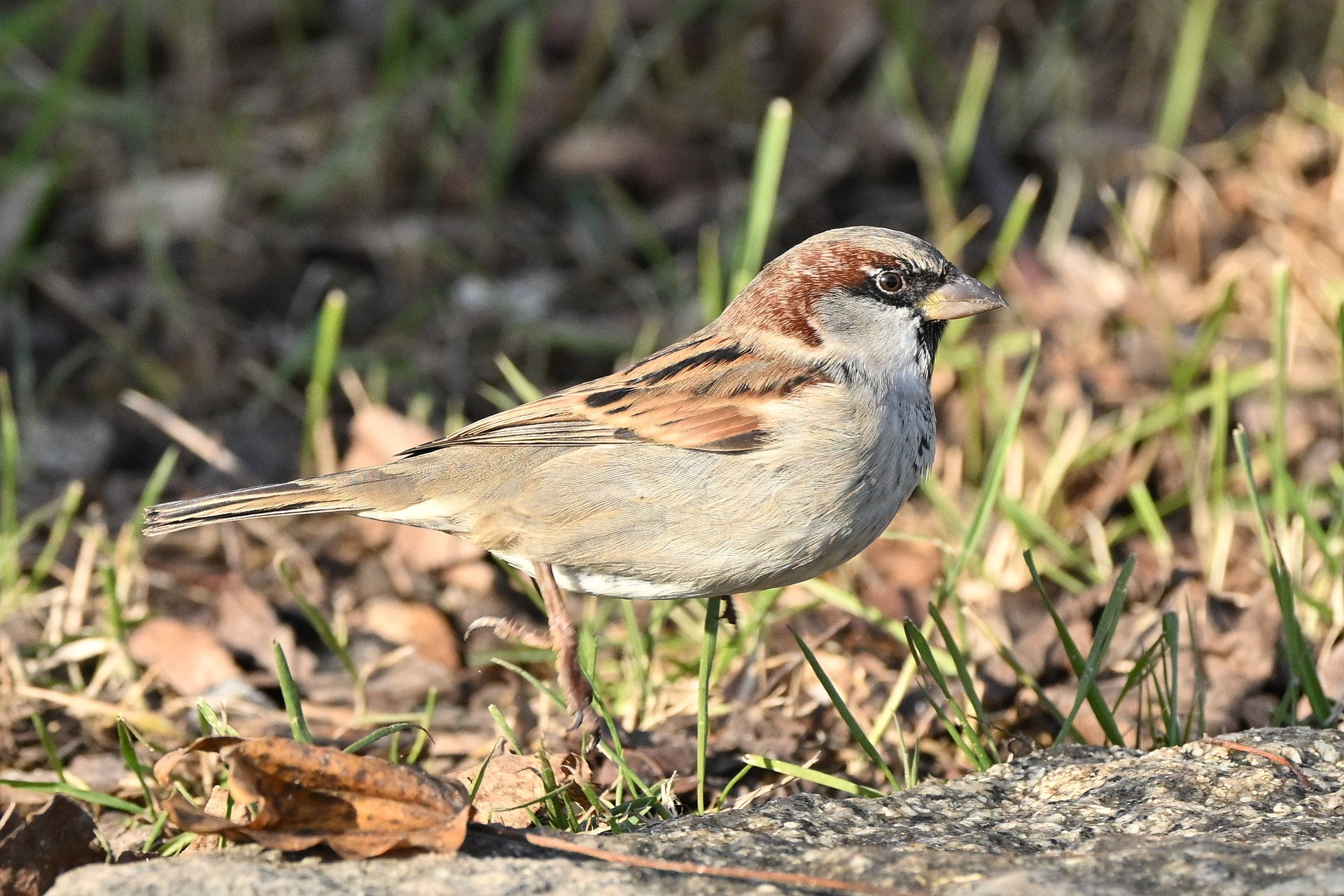Nikon Z50II, Nikkor Z DX 50-250mm f/4.5-6.3 VR, Brennweite 225 mm, M, f/6.3, 1/1250 sec., ISO 720, WB Sonne, PP Standard. Ein Haussperling beim Abheben - dank Pre-Capture Funktion.