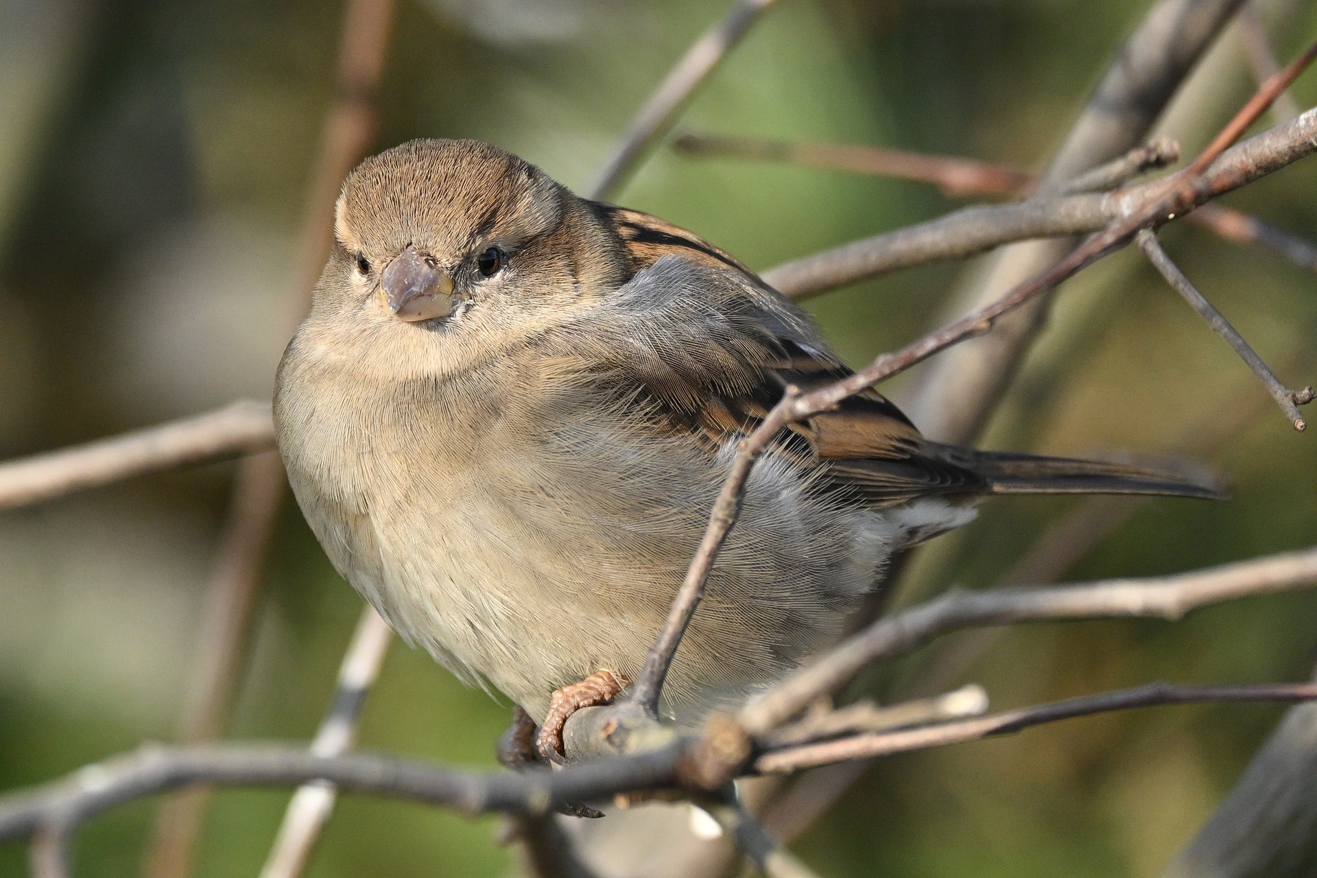 Nikon Z50II, Nikkor Z DX 50-250mm f/4.5-6.3 VR, Brennweite 375 mm, M, f/6.3, 1/1250 sec., ISO 800, WB Sonne, PP Standard.