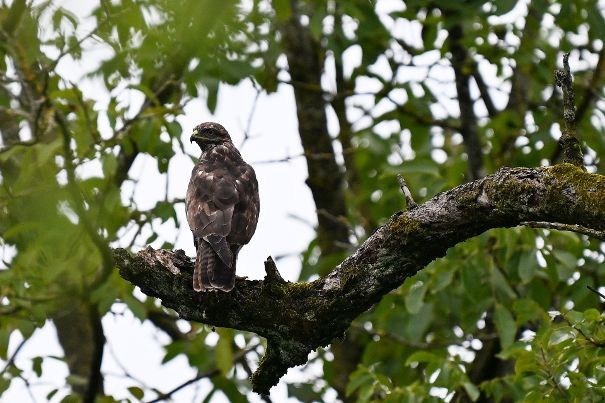 Gut getarnter Vogel: Hier hat die Nikon Z6 III im Vollautomatik-Betrieb den Mäusebussard durch Blätter und Äste hindurch erkannt.